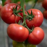 Мамстон F1 семена томата индет. раннего 85-95 дн. окр. 230-250 гр. роз. (Syngenta)