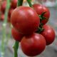 Томат Ладженда F1