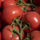 Томат Ладженда F1
