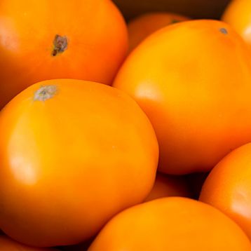 Насіння томату Ямамото F1 купити від Kitano Seeds | Супермаркет