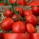 КС 3819 F1 (KS 3819 F1) семена томата индет. раннего слив. 100-120г (Kitano Seeds)