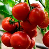 КС 301 F1 (KS 301 F1) семена томата индет. раннего 105-115 дн. окр.-прип. 180-200 гр. красный (Kitano Seeds)