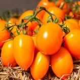 КС 1430 (KS 1430) F1 семена томата индет. раннего слив. желт. 100-120 г (Kitano Seeds) 