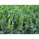 Трофі насіння гороху овочевого (Syngenta)