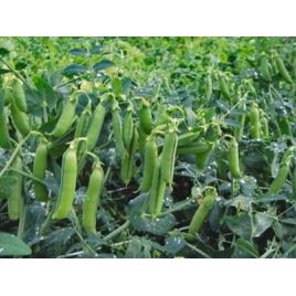 Трофи семена гороха овощного (Syngenta)