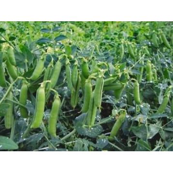 Трофі насіння гороху овочевого (Syngenta)
