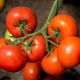 КС 21 F1 (KS 21 F1) семена томата индет. раннего окр. 180-200г (Kitano Seeds)