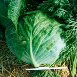Авак F1 насіння капусти білоголової пізньої (Moravoseed)