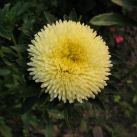 Астра Арлекин желтая (Yellow)