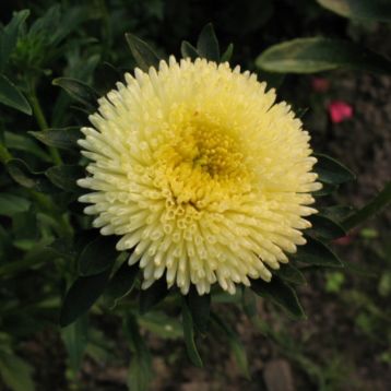 Астра Арлекин желтая (Yellow)