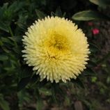 Айстра Арлекін жовта (Yellow)