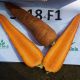 СВ 3118 ДЧ F1 семена моркови Шантане (Seminis)