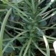 Абакус F1 семена капусты брюссельской средней 110-115 дн. (Syngenta)