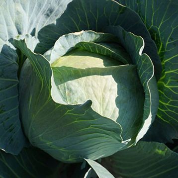 Агрессор F1 семена капусты б/к среднепоздней 110-120 дней 3-5 кг окр. (Syngenta)