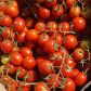 Ахико F1 семена томата дет. черри (Agri Saaten)