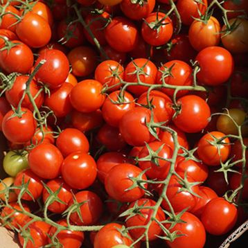 Ахико F1 семена томата дет. черри (Agri Saaten)