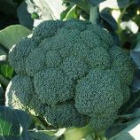 Бести семена капусты брокколи (Syngenta)