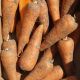 Виктория F1 семена моркови Шантане (Seminis)