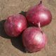 Дивина Стар F1 семена лука озимого красного среднего 120 дн. окр. (Cora Seeds)