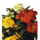 Милорд Formula mix семена желтофиоля (Kitano Seeds)