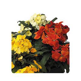 Милорд Formula mix семена желтофиоля (Kitano Seeds)