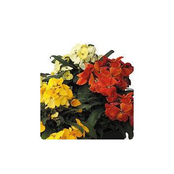 Милорд Formula mix семена желтофиоля (Kitano Seeds)