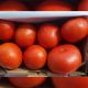 Мирсини F1 семена томата дет. (Seminis)