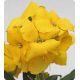 Абсолют Yellow семена желтофиоля (Kitano Seeds)