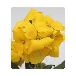 Абсолют Yellow семена желтофиоля (Kitano Seeds)