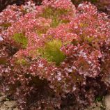 Салат Сатін 