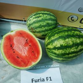 Фурія F1
