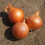 Еленка F1 семена лука репчатого позднего 120-125 дн. (Cora Seeds)