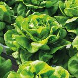 Ферли семена салата маслянистого (Enza Zaden)