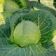 Беатрикс F1 семена капусты б/к ранней 43-45 дн. 0,7-1,2 кг (Joeun Seeds) 