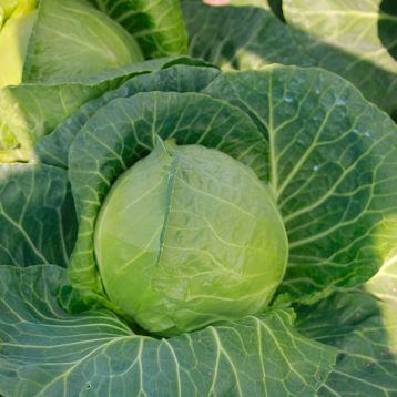 Беатрикс F1 семена капусты б/к ранней 43-45 дн. 0,7-1,2 кг (Joeun Seeds) 