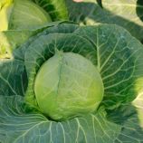 Беатрикс F1 семена капусты б/к ранней 43-45 дн. 0,7-1,2 кг (Joeun Seeds) 