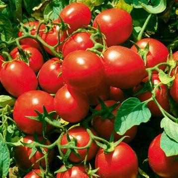 ЖАГ 8810 F1 семена томата дет (Seminis)