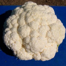 Фьерра F1 семена капусты цветной средней 85 дн. (Cora Seeds)