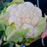 Альтамира F1 семена капусты цветной (Bejo)