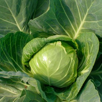 Багратион F1 (CRX 16093 F1) семена капусты б/к ранней 47-52 дн. 1,5 кг окр. (Cora Seeds)