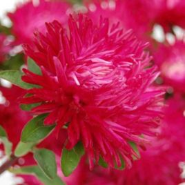 Айстра Дрегон Салмон Пінк (Salmon Pink)