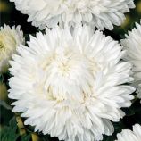 Айстра Леді Корал біла (White)