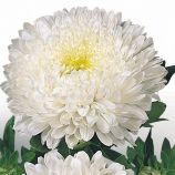 Астра Матадор белая (White)