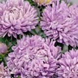Астра Сиринга лавандовая