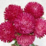 Астра Ювель розовая (Pink)