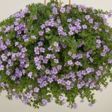 Бакопа Блутопія F1 лілова