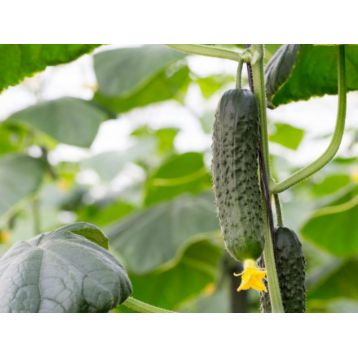 Дядя Федор F1 насіння огірка бджолозап раннього 38-43 дн 10-12 см (GL Seeds)