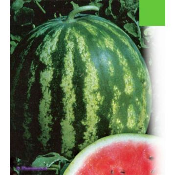 Мелітопольский насіння кавуна середнього 80-85 дн. овал. 4,5-6 кг (GL Seeds)
