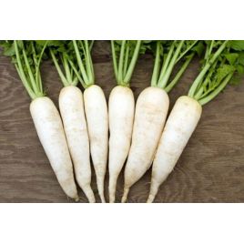 Клык слона семена редьки Дайкон средней 60 см конус. (GL Seeds)