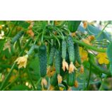 Виноградная гроздь F1 семена огурца пчелоопыл раннего 45-50 дн 8-9 см (GL Seeds)